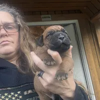 He-Man , a male Cane Corso for sale in Blodgett, OR – Photo 8 of 10