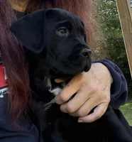 Raven , a female Cane Corso for sale in Blodgett, OR – 9 of 10