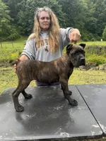 Mississippi Mud, a female Cane Corso for sale in Blodgett, OR – 3 of 6