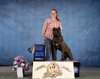 Confirmed breeding GCH Eclipse’s Drogo/Envy , a  Cane Corso for sale in Blodgett, OR – 5 of 10