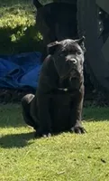 Louisiana, a male Cane Corso for sale in Blodgett, OR – 3 of 4