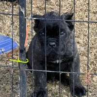 Batman, a male Cane Corso for sale in Blodgett, OR – Photo 6 of 7