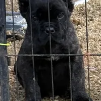 Batman, a male Cane Corso for sale in Blodgett, OR – Photo 5 of 7
