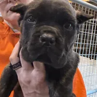 Batman, a male Cane Corso for sale in Blodgett, OR – Photo 1 of 7