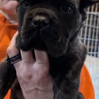 Batman, a male Cane Corso for sale in Blodgett, OR – Photo 4 of 7