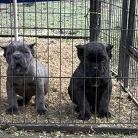 Batman, a male Cane Corso for sale in Blodgett, OR – Photo 7 of 7