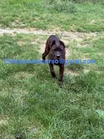 Mississippi Mud, a female Cane Corso for sale in Blodgett, OR – 9 of 10