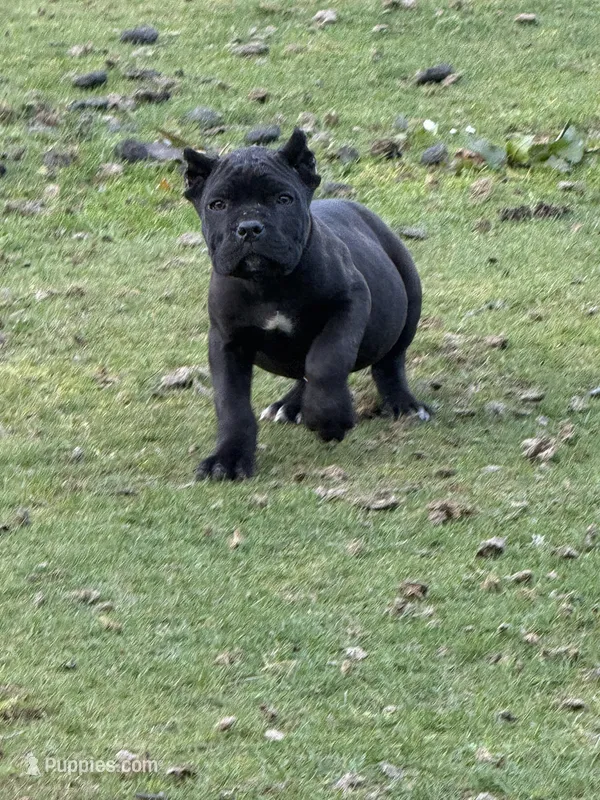 Louisiana – Cane Corso puppy for sale in Blodgett, OR
