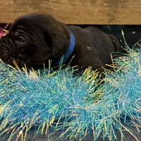 Louisiana, a male Cane Corso for sale in Blodgett, OR – Photo 5 of 8