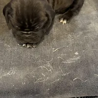 Louisiana, a male Cane Corso for sale in Blodgett, OR – Photo 7 of 8