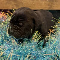 Louisiana, a male Cane Corso for sale in Blodgett, OR – Photo 6 of 8