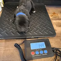 Louisiana, a male Cane Corso for sale in Blodgett, OR – Photo 3 of 8