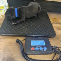 Louisiana, a male Cane Corso for sale in Blodgett, OR – Photo 2 of 8