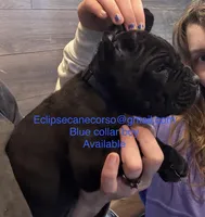 Louisiana, a male Cane Corso for sale in Blodgett, OR – Photo 8 of 8