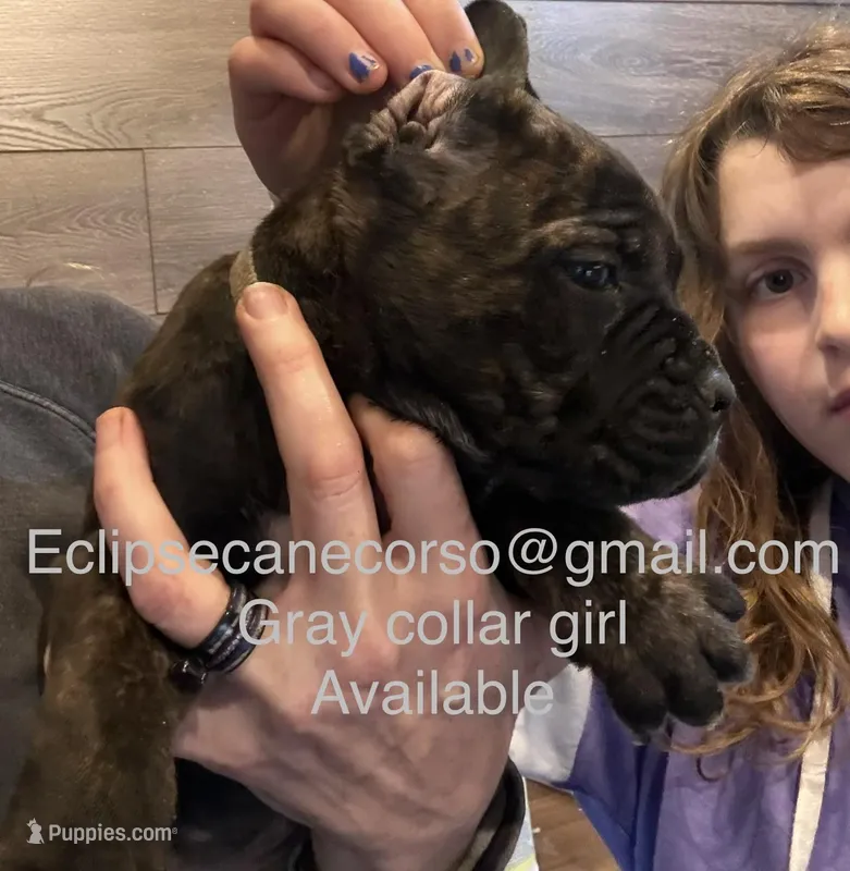 Mississippi Mud – Cane Corso puppy for sale in Blodgett, OR