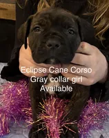 Mississippi Mud, a female Cane Corso for sale in Blodgett, OR – Photo 4 of 6