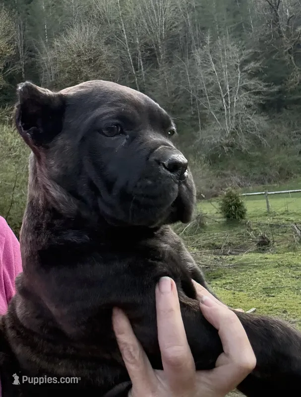 Mississippi Mud – Cane Corso puppy for sale in Blodgett, OR