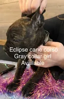 Mississippi Mud, a female Cane Corso for sale in Blodgett, OR – Photo 3 of 6