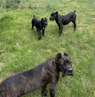 Raven , a female Cane Corso for sale in Blodgett, OR – 6 of 6