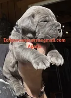 Apollo , a male Cane Corso for sale in Blodgett, OR – 5 of 5