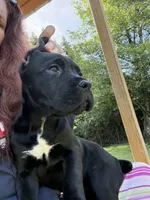 Raven , a female Cane Corso for sale in Blodgett, OR – 6 of 10