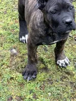 Idaho, a female Cane Corso for sale in Blodgett, OR – 4 of 8