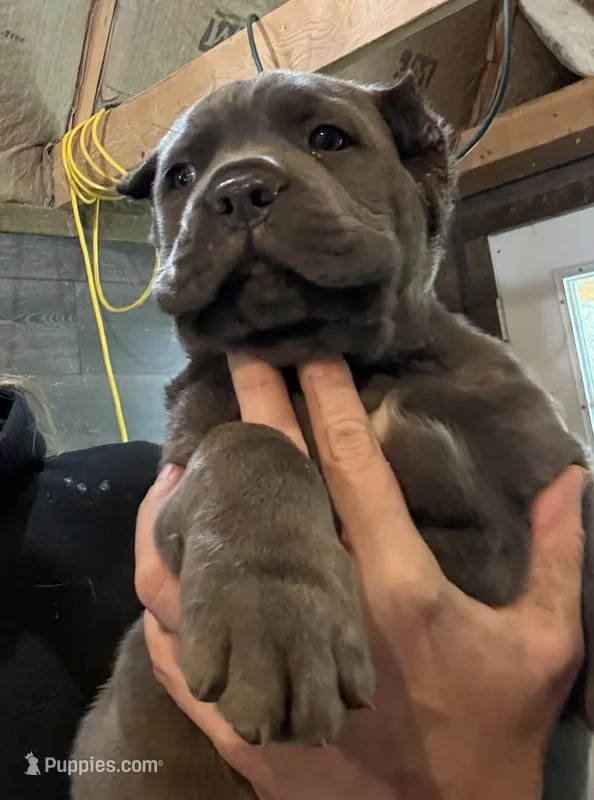 Apollo  – Cane Corso puppy for sale in Blodgett, OR