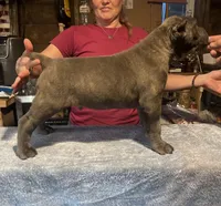 Kronos , a male Cane Corso for sale in Blodgett, OR – 5 of 10