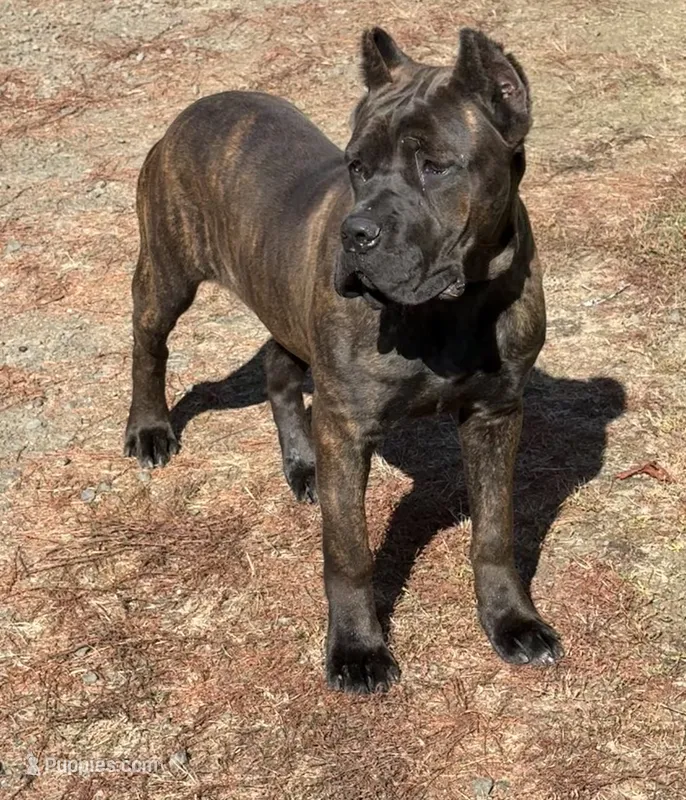 Mississippi Mud – Cane Corso puppy for sale in Blodgett, OR