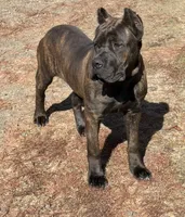 Mississippi Mud, a female Cane Corso for sale in Blodgett, OR – 1 of 10