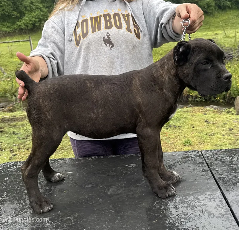 Oklahoma “ Okley” – Cane Corso puppy for sale in Blodgett, OR