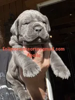 Apollo , a male Cane Corso for sale in Blodgett, OR – 3 of 5