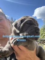 Kronos , a male Cane Corso for sale in Blodgett, OR – 3 of 7