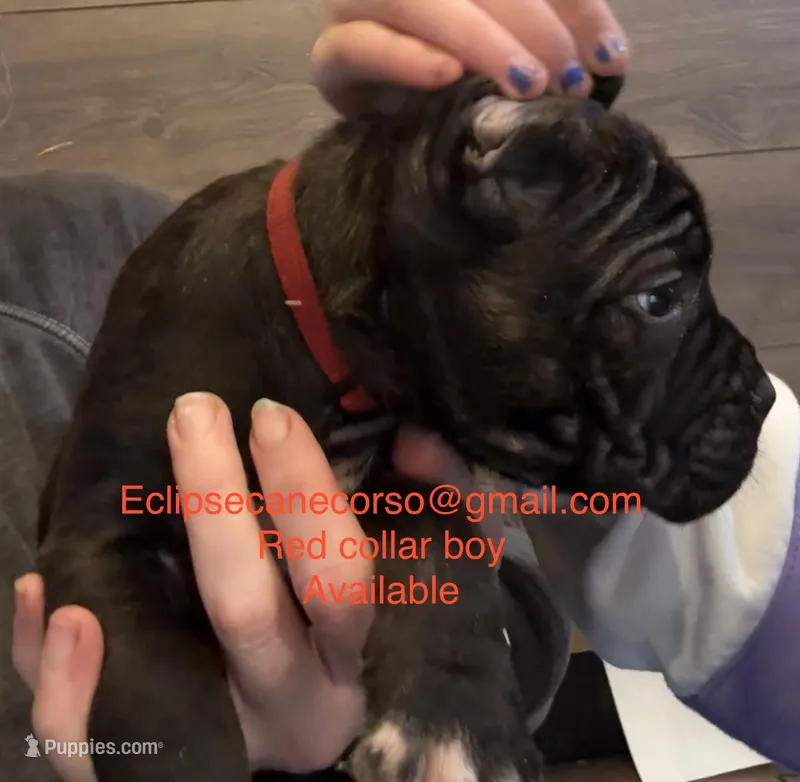 Colorodo – Cane Corso puppy for sale in Blodgett, OR