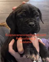 Colorodo, a male Cane Corso for sale in Blodgett, OR – Photo 7 of 7