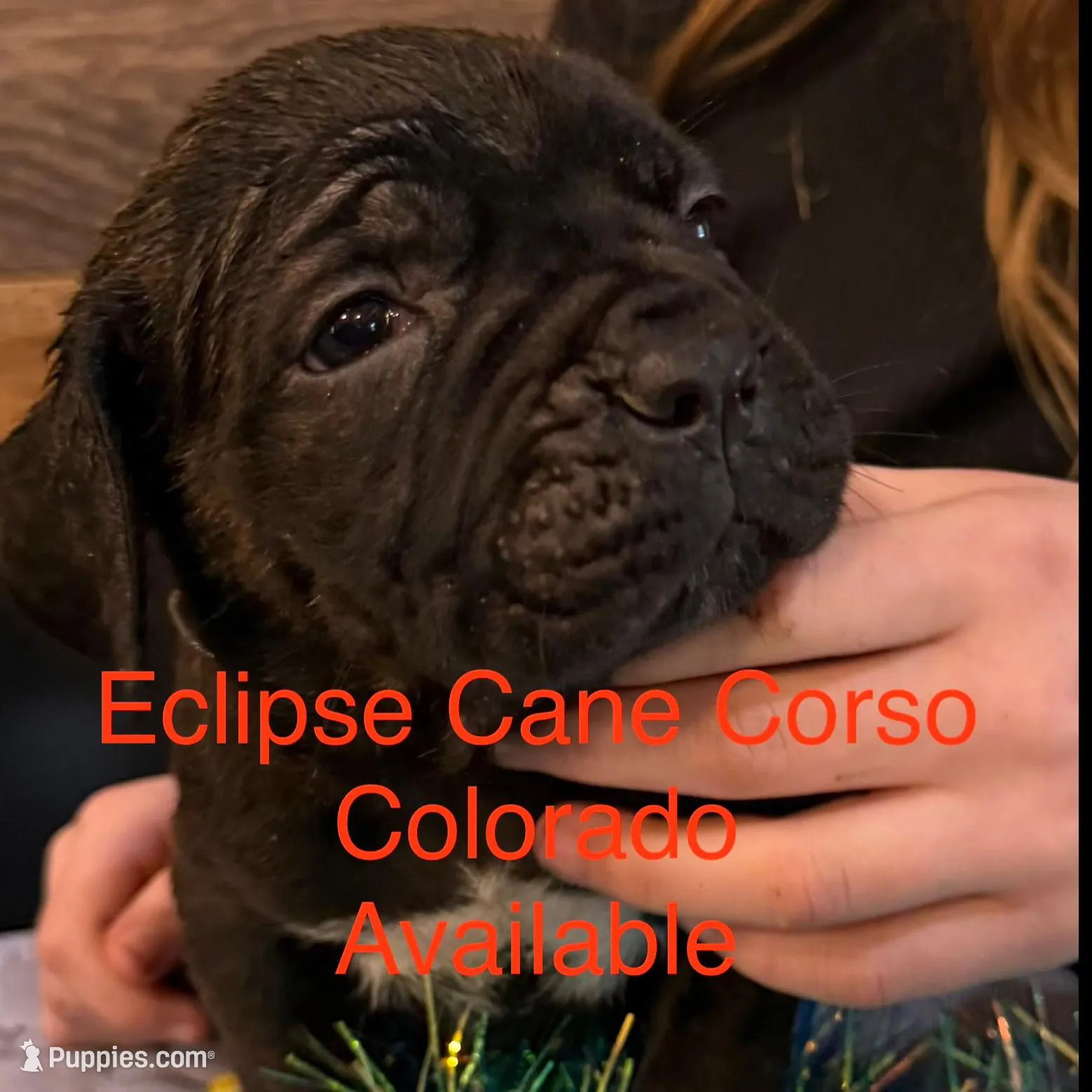 Colorodo, a male Cane Corso for sale in Blodgett, OR – Photo 2 of 7