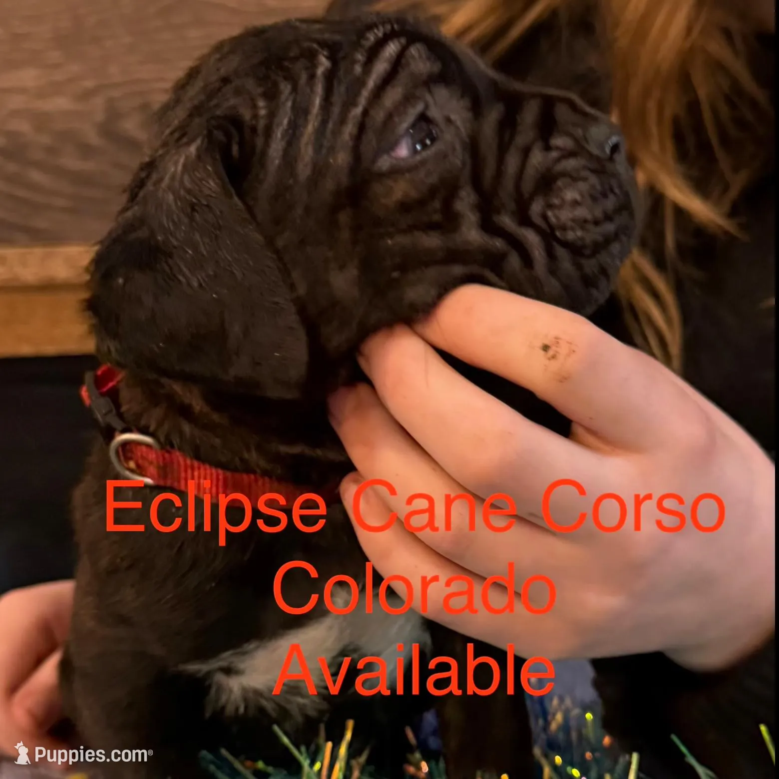 Colorodo, a male Cane Corso for sale in Blodgett, OR – Photo 3 of 7