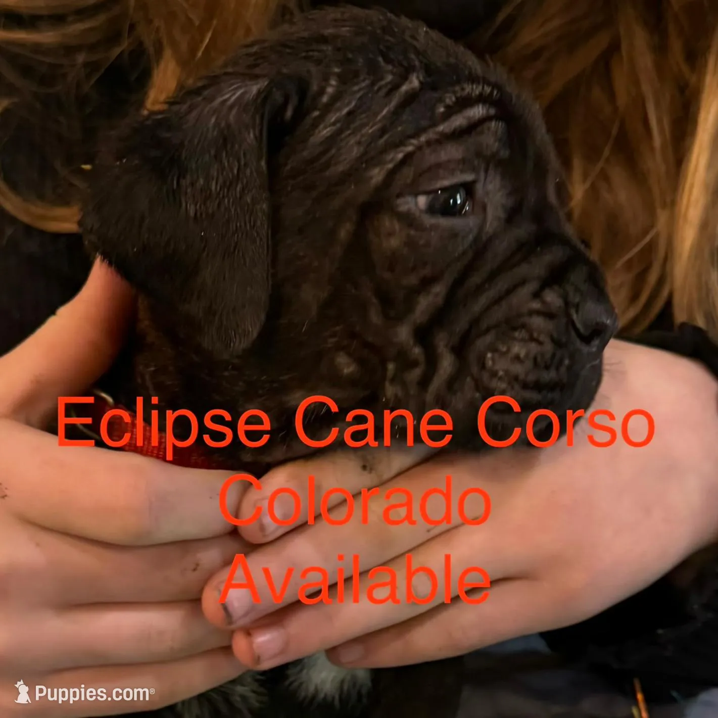 Colorodo – Cane Corso puppy for sale in Blodgett, OR