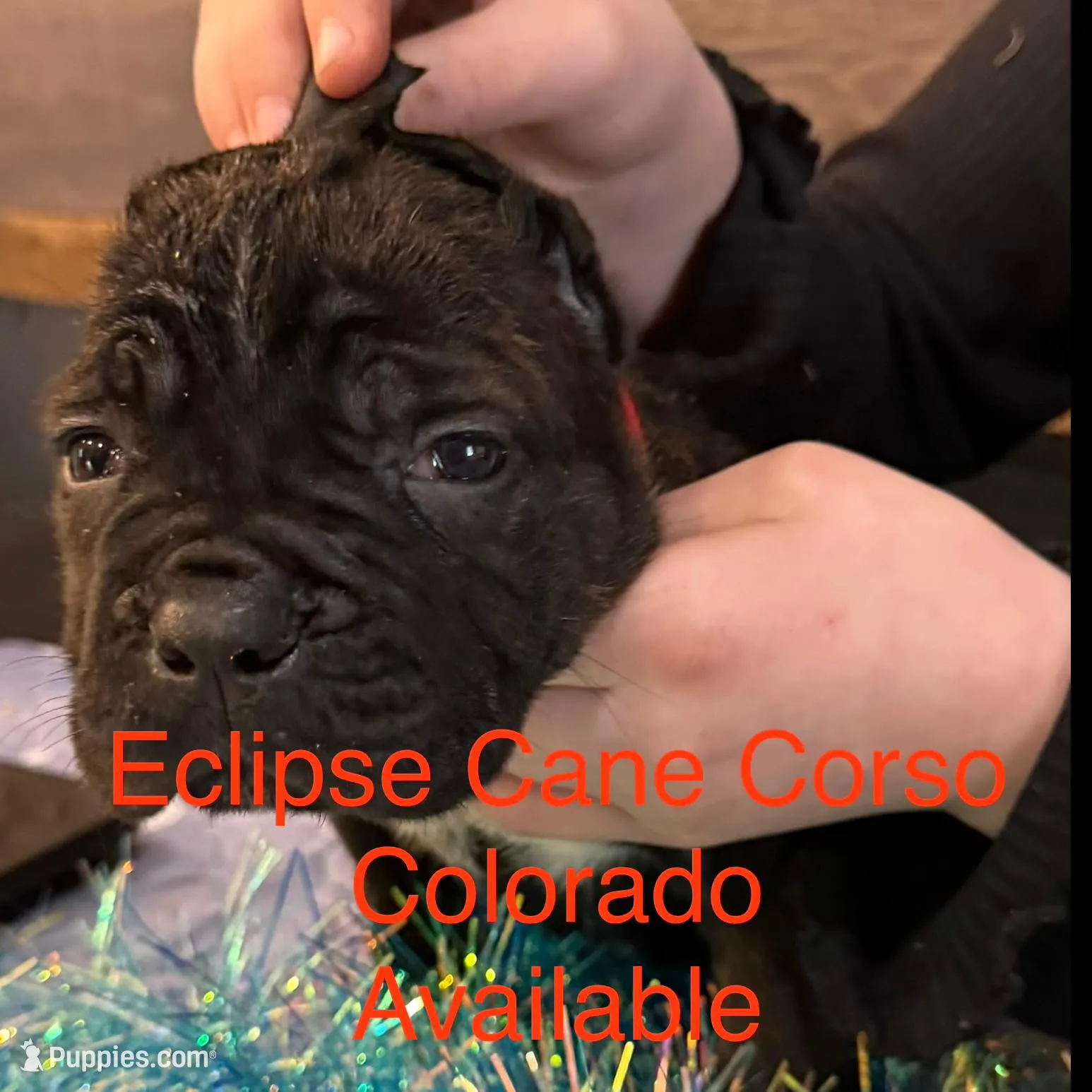 Colorodo, a male Cane Corso for sale in Blodgett, OR – Photo 6 of 7