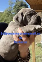 Cerberus , a male Cane Corso for sale in Blodgett, OR – 1 of 4