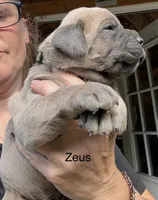 Zeus , a male Cane Corso for sale in Blodgett, OR – 7 of 7