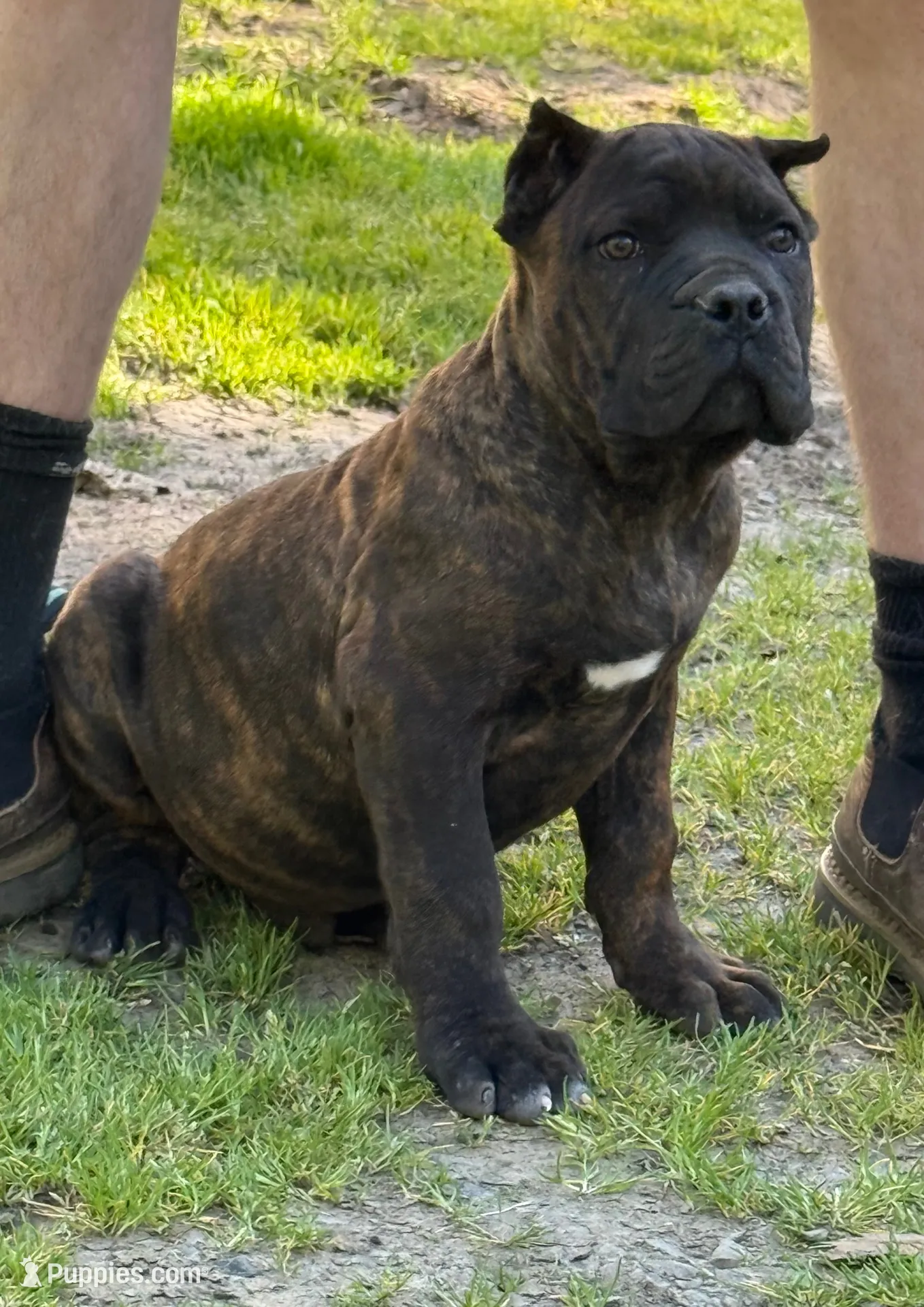 Texas Tornado, a male Cane Corso for sale in Blodgett, OR – 2 of 8