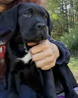 Raven , a female Cane Corso for sale in Blodgett, OR – 2 of 10