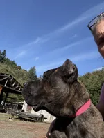 Mississippi Mud, a female Cane Corso for sale in Blodgett, OR – 10 of 10
