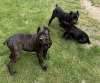 Raven , a female Cane Corso for sale in Blodgett, OR – 5 of 6