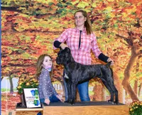 Confirmed breeding GCH Eclipse’s Drogo/vixen , a male Cane Corso for sale in Blodgett, OR – 9 of 10