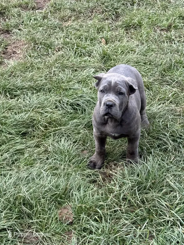 Kronos  – Cane Corso puppy for sale in Blodgett, OR