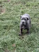 Kronos , a male Cane Corso for sale in Blodgett, OR – 2 of 10
