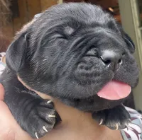 Panic , a male Cane Corso for sale in Blodgett, OR – 2 of 3