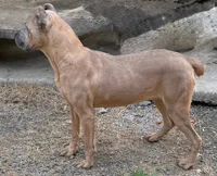 Confirmed breeding GCH Eclipse’s Drogo/Envy , a  Cane Corso for sale in Blodgett, OR – 8 of 10